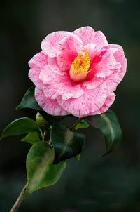 Camellia High Jinks (Camellia japonica)