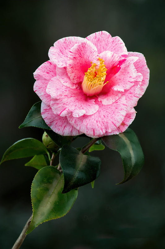 Camellia High Jinks (Camellia japonica)