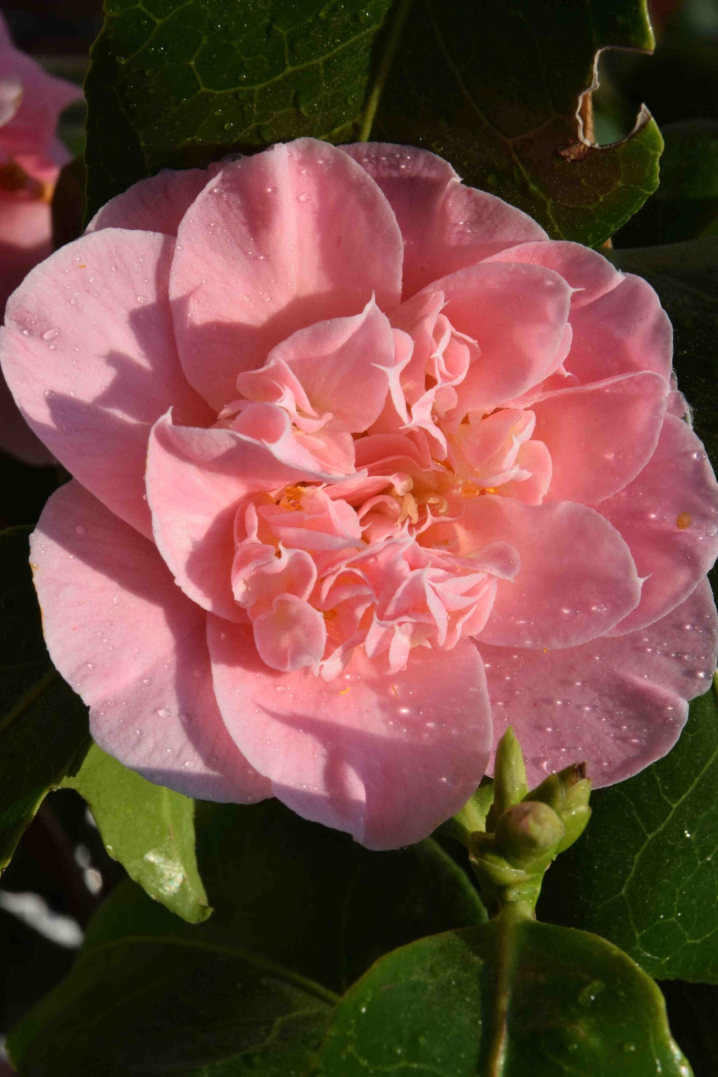 Camellia Ardoch (Camellia japonica)