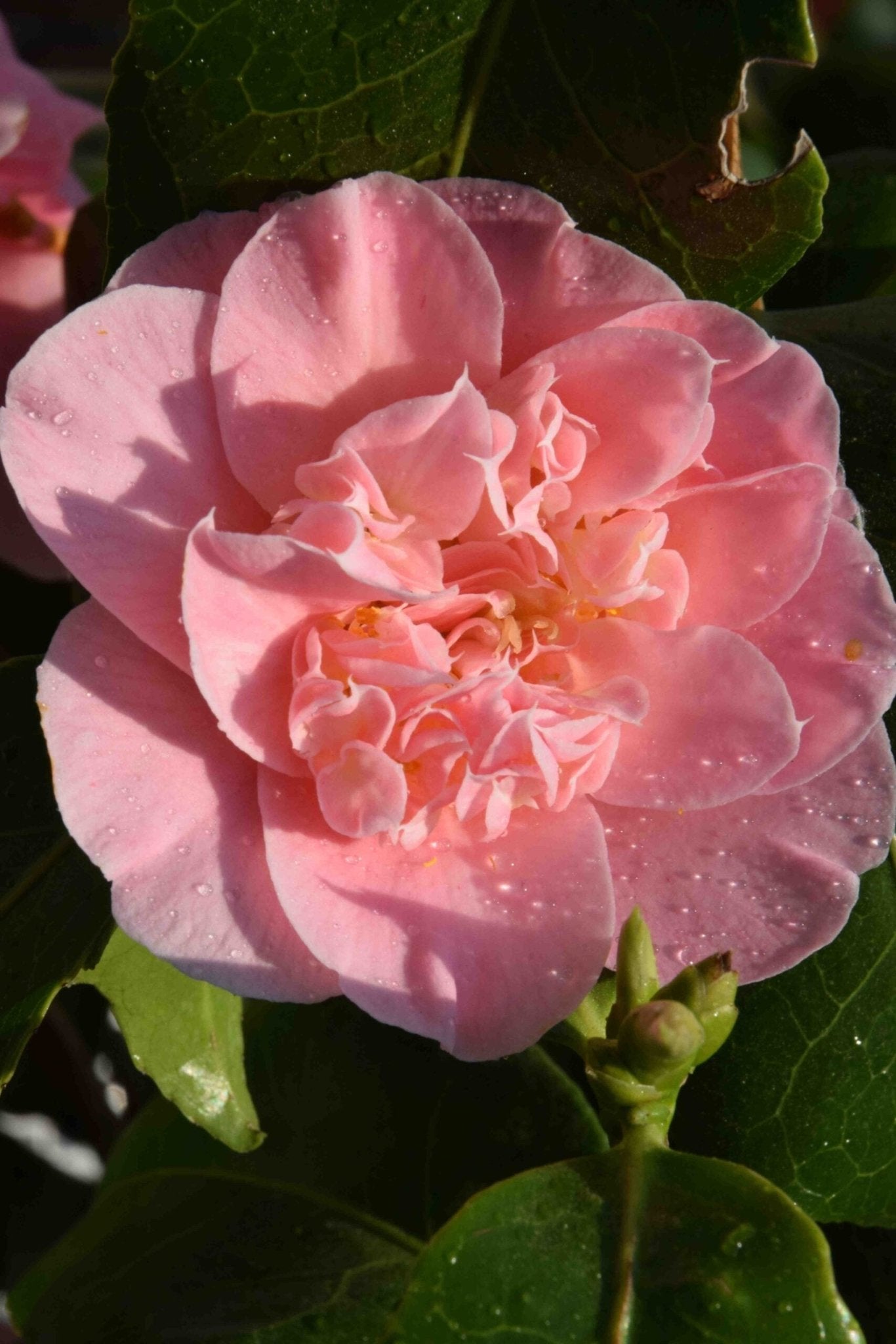 Camellia Ardoch (Camellia japonica) - Ladybird Nursery