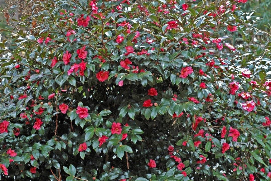 Sasanqua Camellia Bonanza (Camellia sasanqua) - Ladybird Nursery