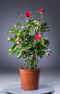 Camellia CM Hovey (Camellia japonica)