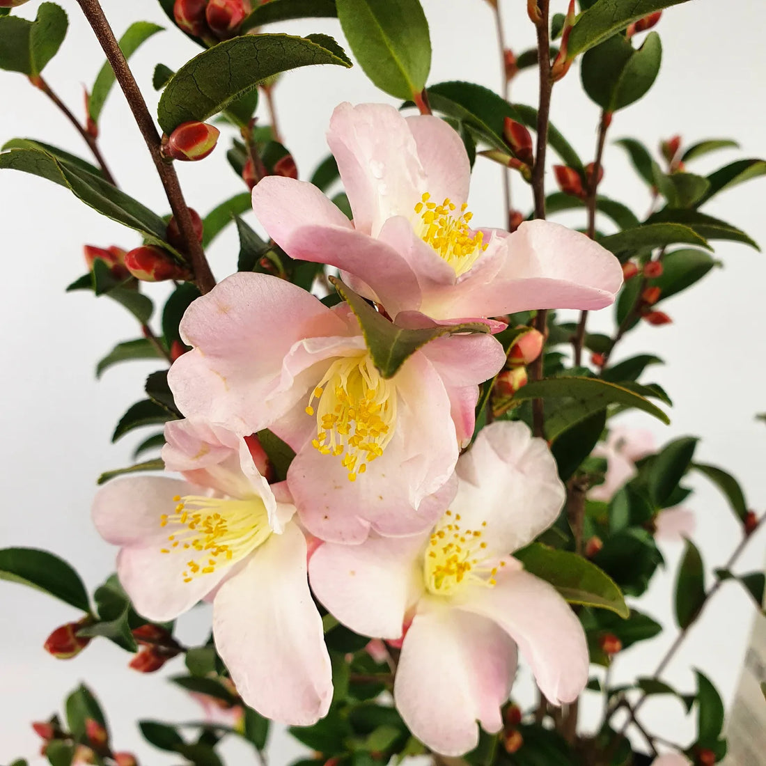 Camellia Fairy Blush (Camellia) - Ladybird Nursery