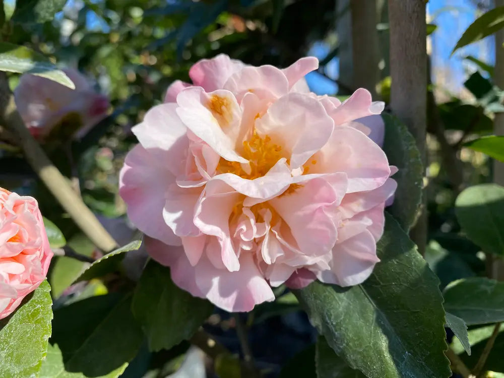 Camellia High Fragrance (Camellia)