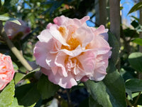 Camellia High Fragrance (Camellia)