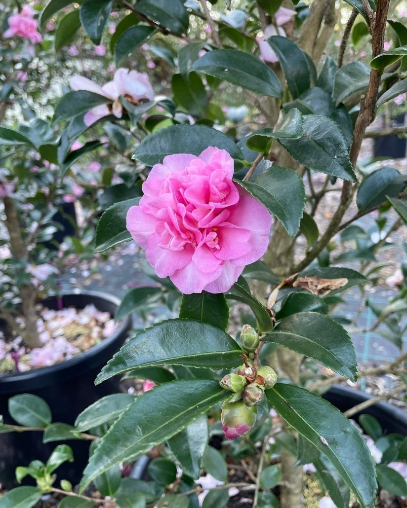 Sasanqua Camellia Bert Jones (Camellia sasanqua)