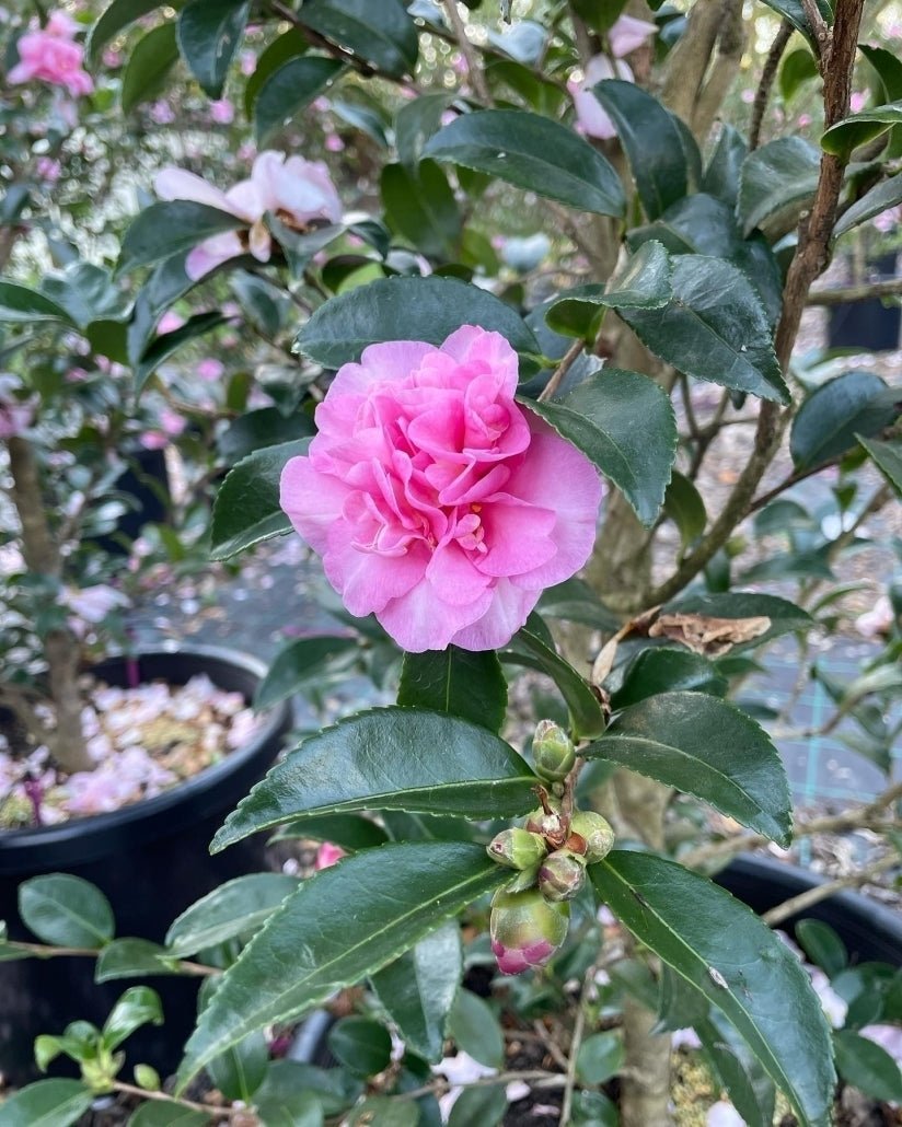 Sasanqua Camellia Bert Jones (Camellia sasanqua) - Ladybird Nursery