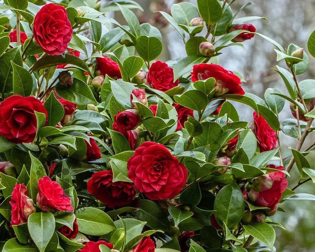 Camellia Black Lace (Camellia japonica)