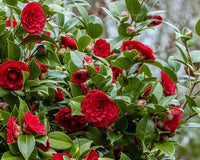 Camellia Black Lace (Camellia japonica) - Ladybird Nursery