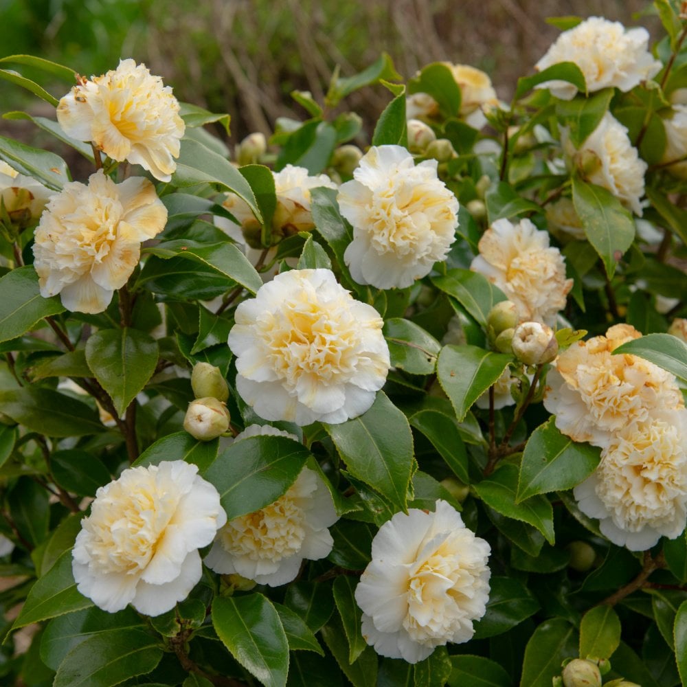 Camellia Ecclesfield (Camellia japonica)