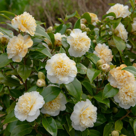 Camellia Ecclesfield (Camellia japonica)