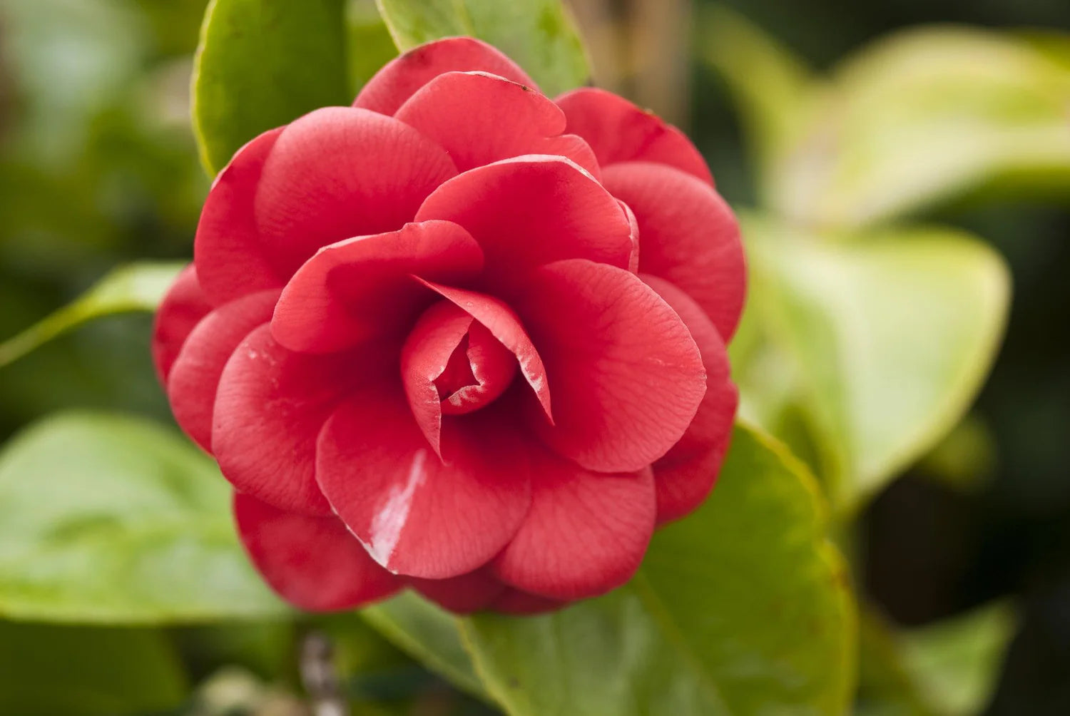 Camellia CM Hovey (Camellia japonica)