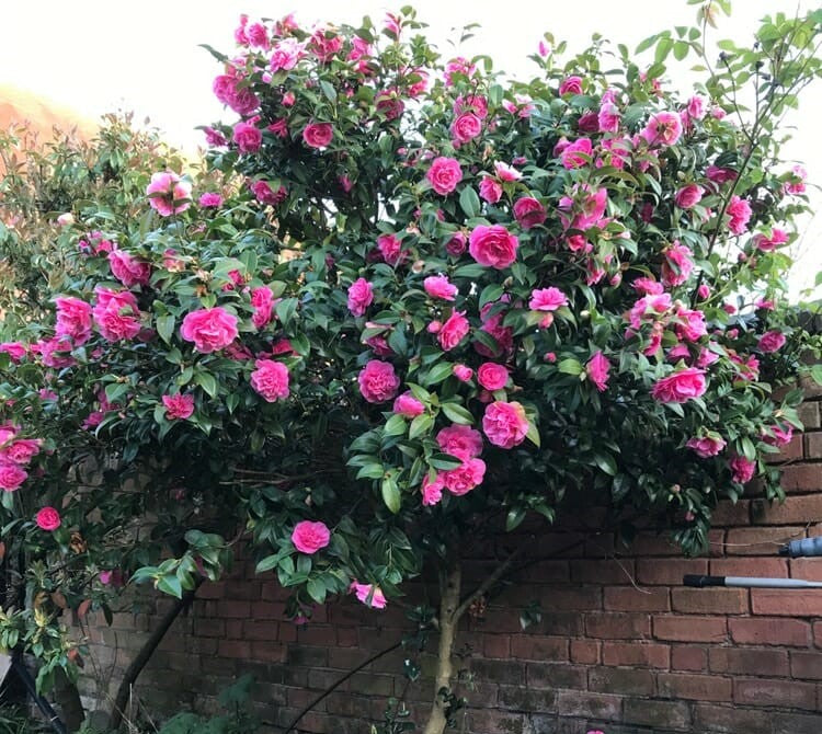 Camellia Debbie (Camellia japonica)