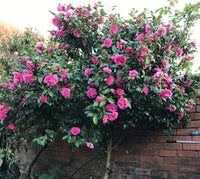 Camellia Debbie (Camellia japonica) - Ladybird Nursery