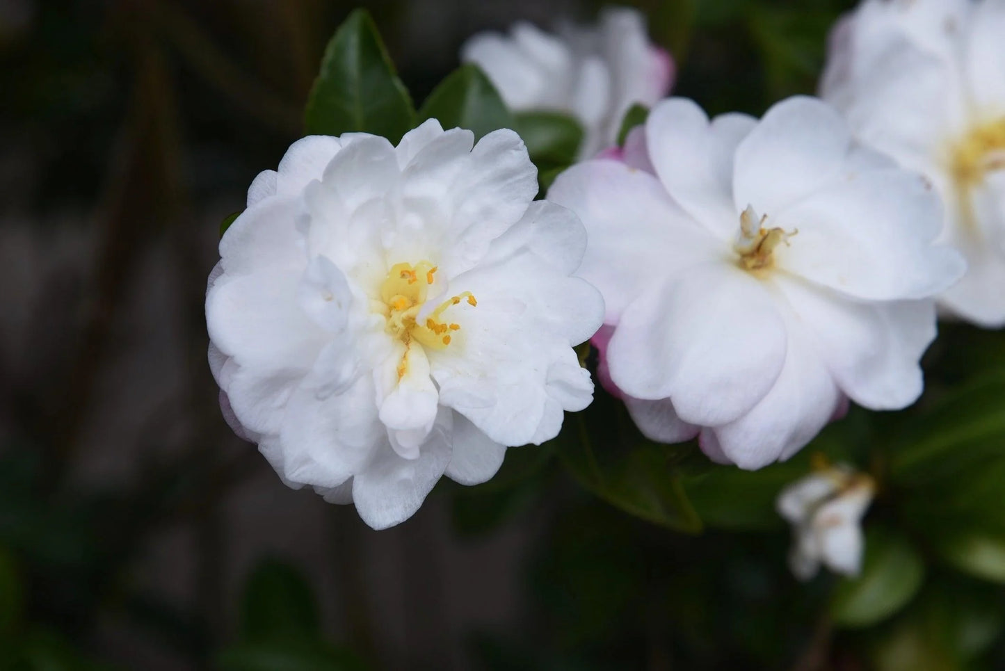 Camellia Ecclesfield (Camellia japonica)