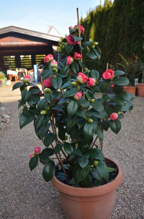 Camellia Drama Girl (Camellia japonica)