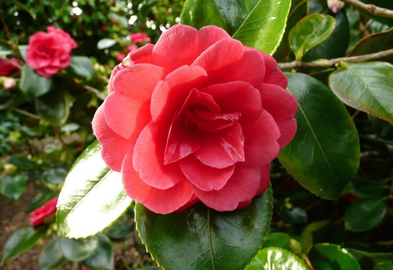 Camellia Great Eastern (Camellia japonica)