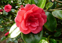 Camellia Great Eastern (Camellia japonica)