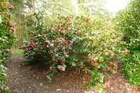 Camellia Great Eastern (Camellia japonica) - Ladybird Nursery