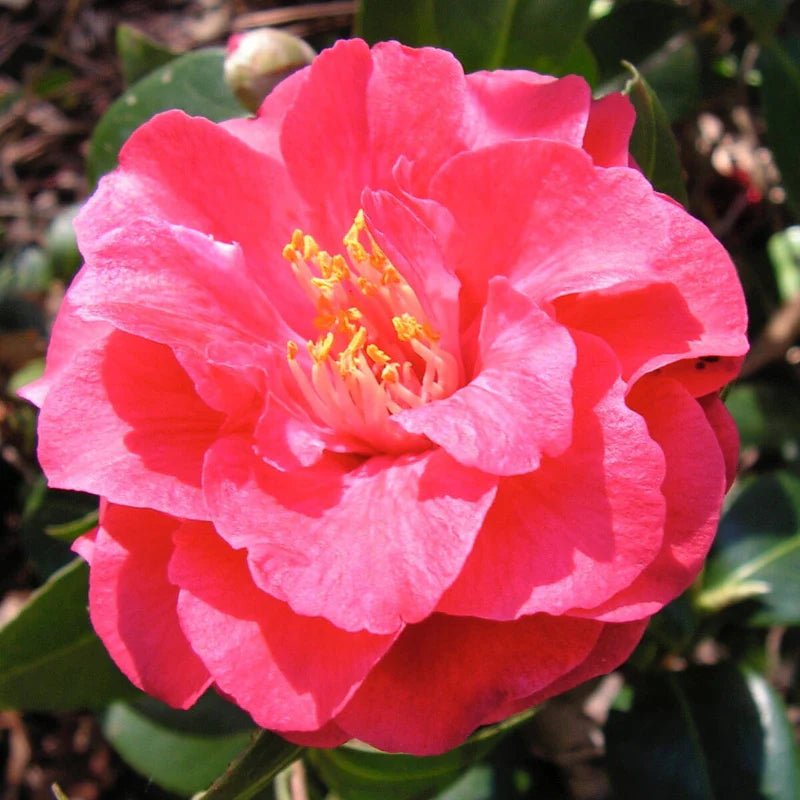 Camellia Little Red Riding Hood (Camellia japonica) - Ladybird Nursery