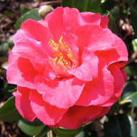 Camellia Little Red Riding Hood (Camellia japonica)
