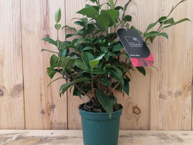Camellia Mark Alan Variegated (Camellia japonica)
