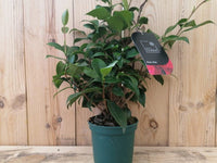 Camellia Mark Alan Variegated (Camellia japonica) - Ladybird Nursery