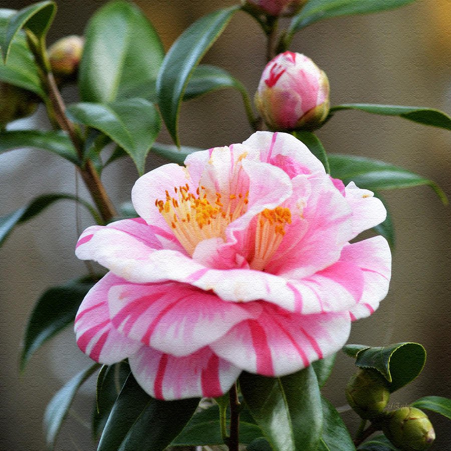 Camellia Tomorrows Dawn (Camellia japonica) - Ladybird Nursery