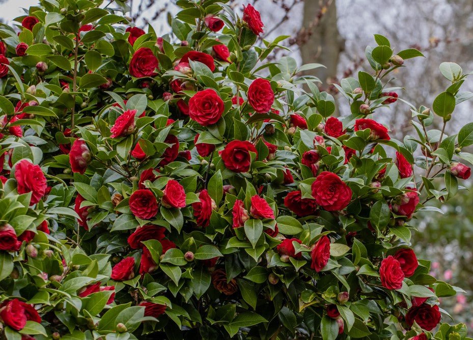 Camellia 'Red Red Rose' (Camellia japonica) - Ladybird Nursery