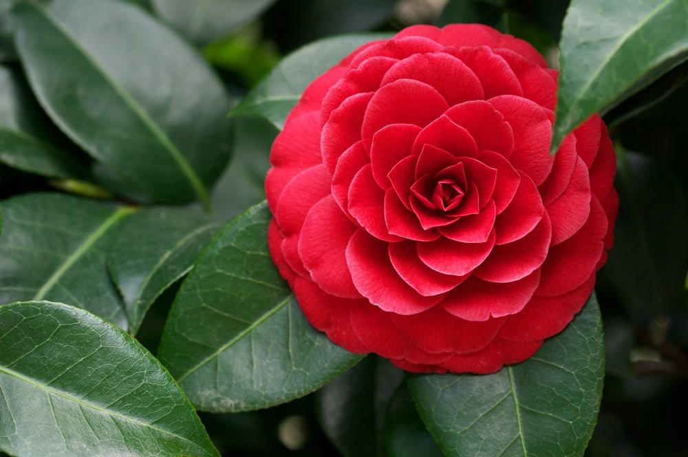 Camellia 'Red Red Rose' (Camellia japonica) - Ladybird Nursery