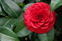 Camellia 'Red Red Rose' (Camellia japonica)
