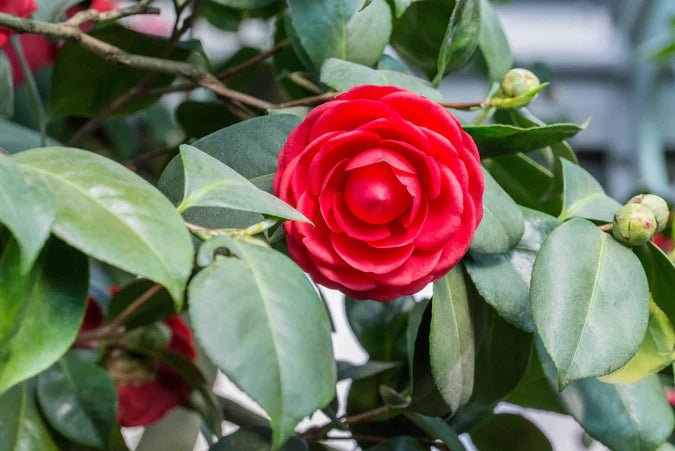 Camellia 'Red Red Rose' (Camellia japonica) - Ladybird Nursery