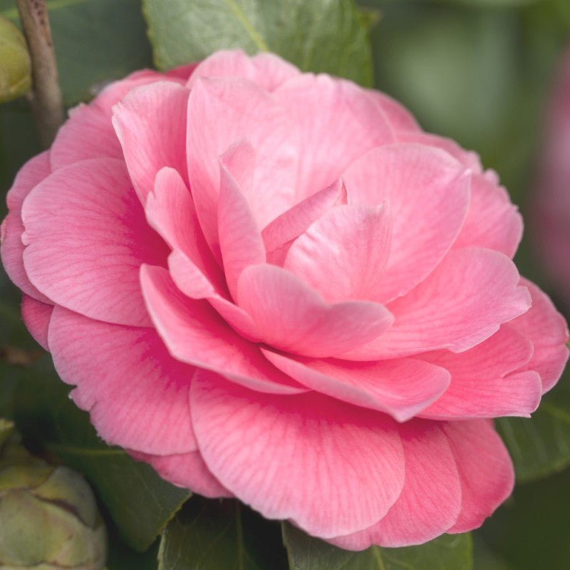 Camellia Spring Festival (Camellia japonica) - Ladybird Nursery
