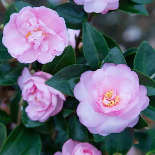 Sasanqua Camellia Sidonnie Megan (Camellia sasanqua)