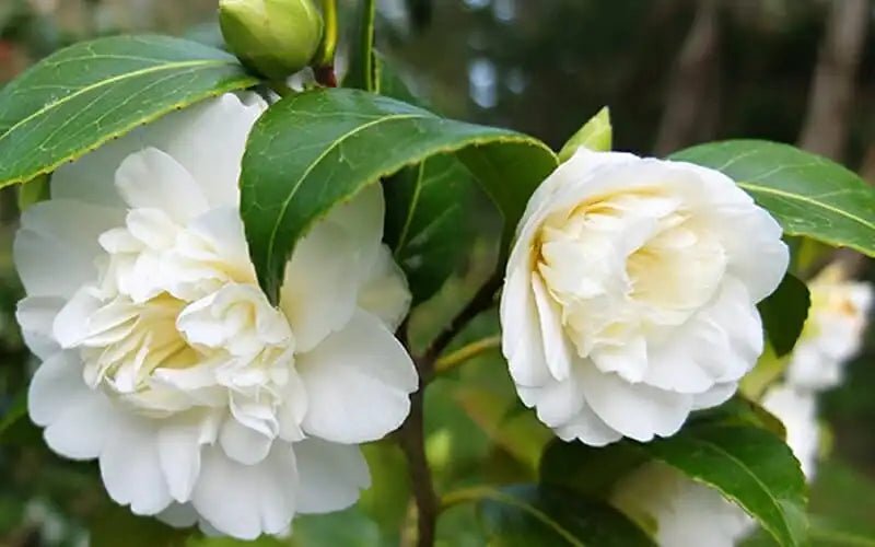 Camellia 'Man Size' (Camellia japonica) - Ladybird Nursery
