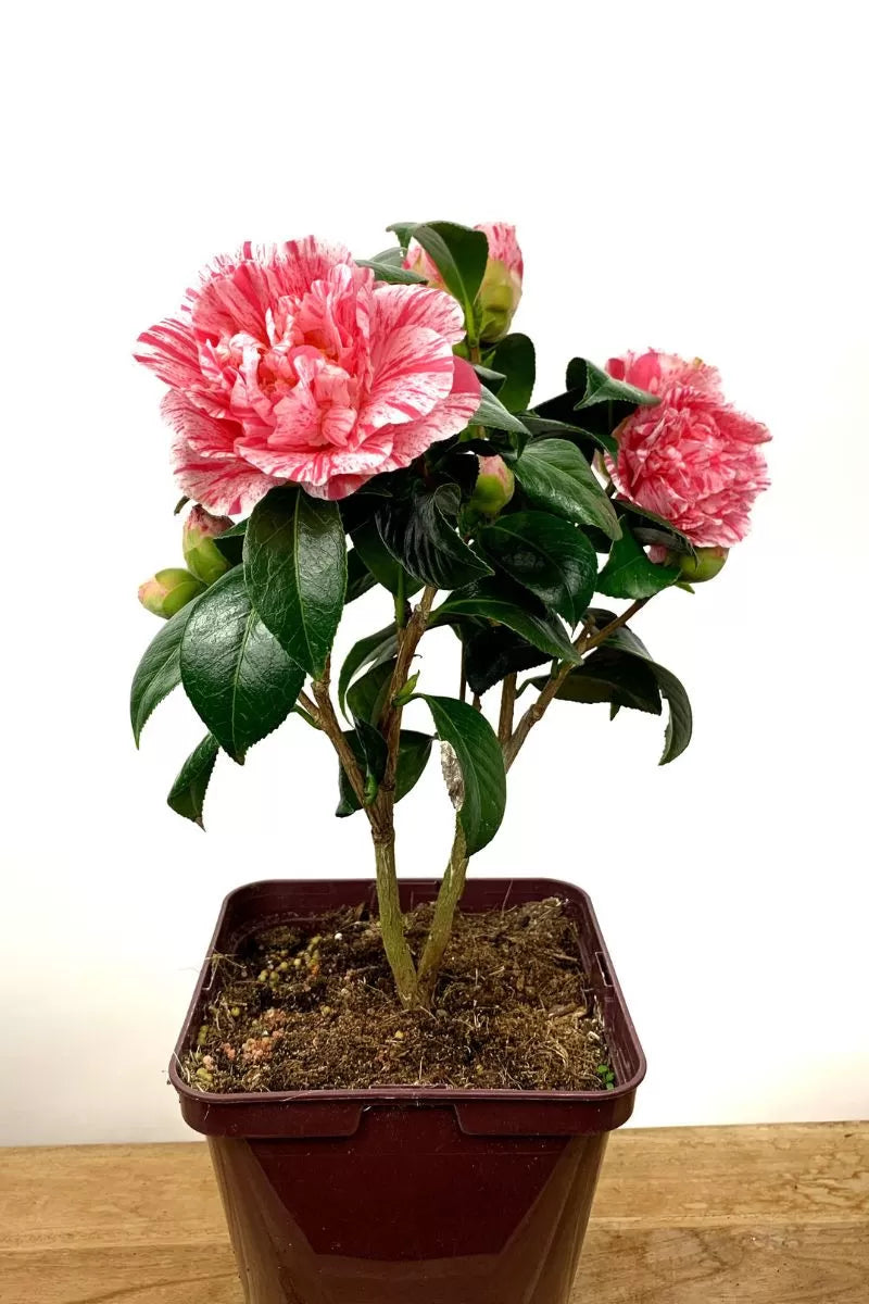Camellia Mrs Nellie Eastman (Camellia japonica)