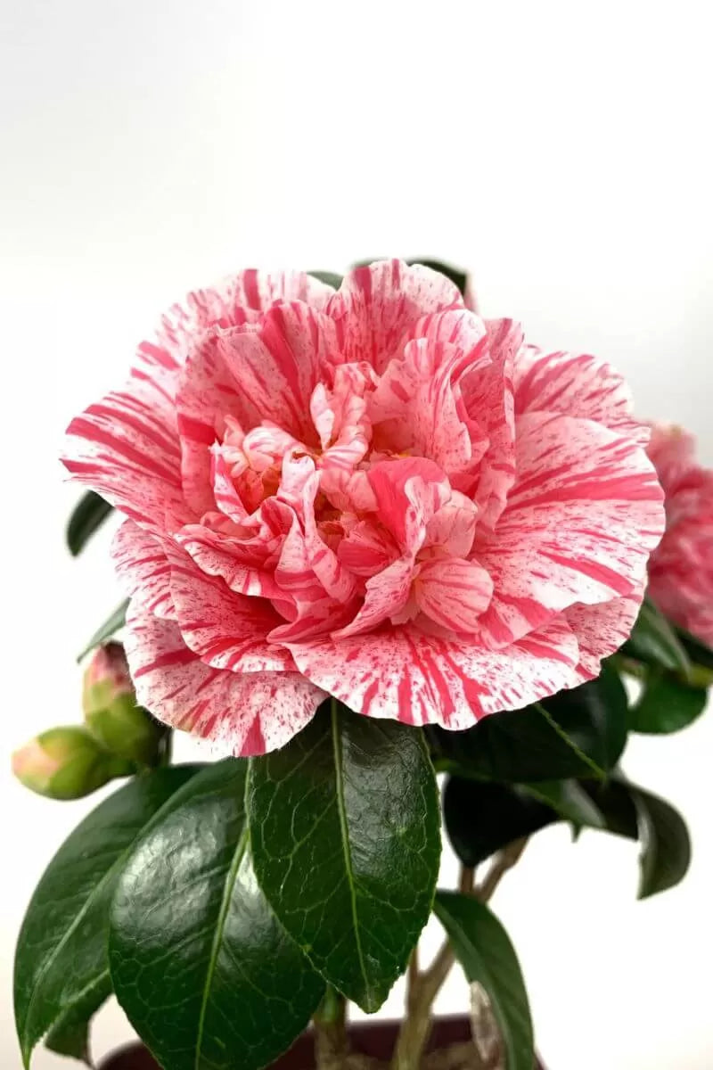 Camellia Mrs Nellie Eastman (Camellia japonica)