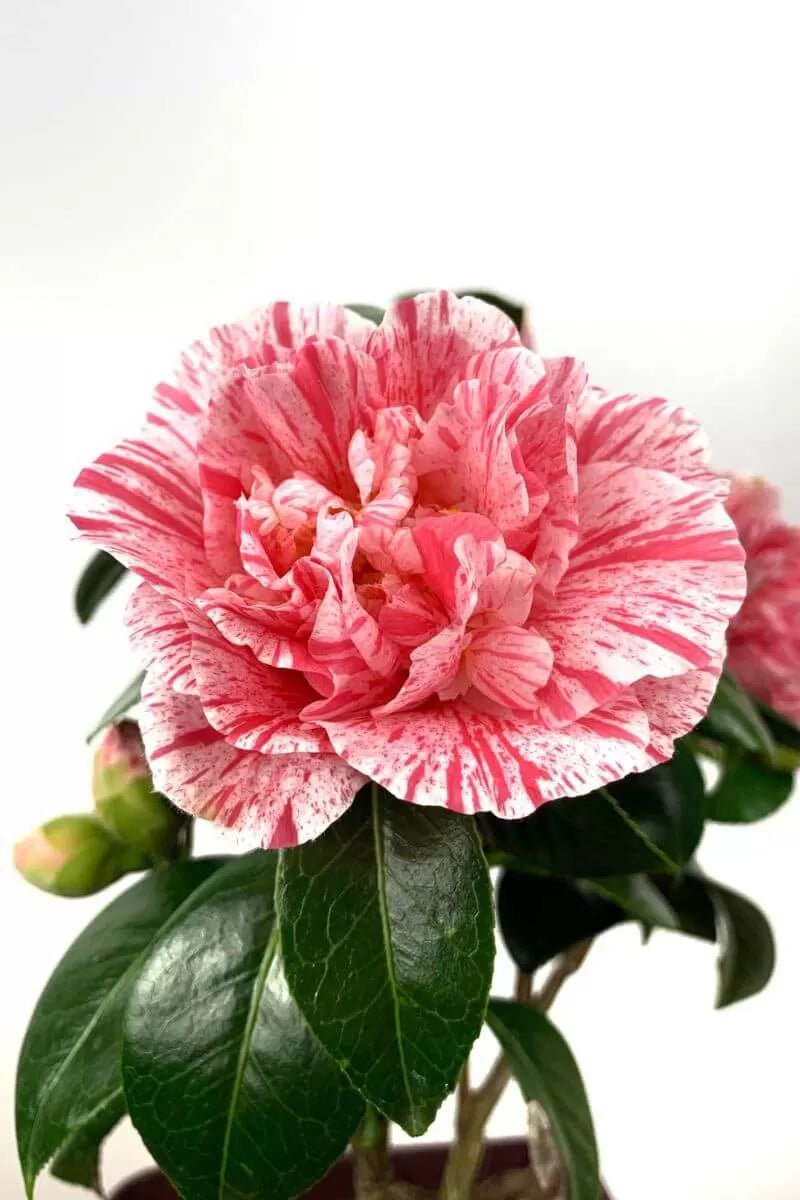 Camellia Mrs Nellie Eastman (Camellia japonica) - Ladybird Nursery