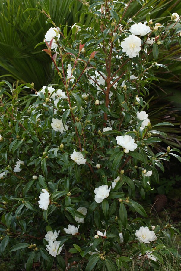 Sasanqua Camellia Paradise Little Liane (Camellia sasanqua) - Ladybird Nursery