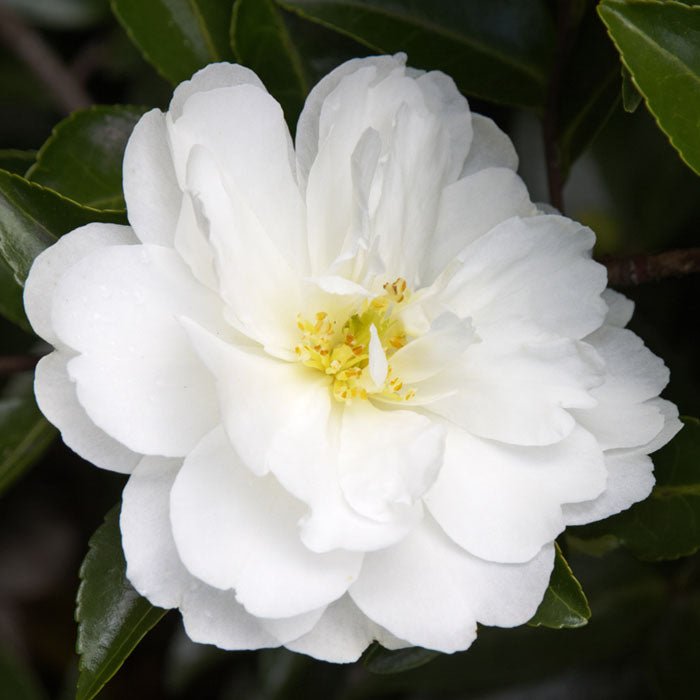 Sasanqua Camellia Mine No Yuki (Camellia sasanqua) - Ladybird Nursery