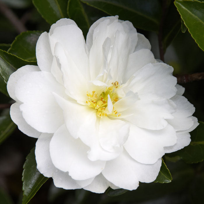 Sasanqua Camellia Mine No Yuki (Camellia sasanqua)