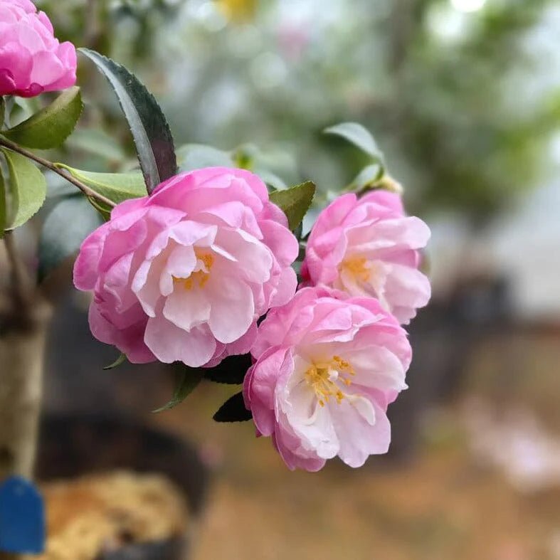 Sasanqua Camellia Paradise Sayaka (Camellia sasanqua) - Ladybird Nursery