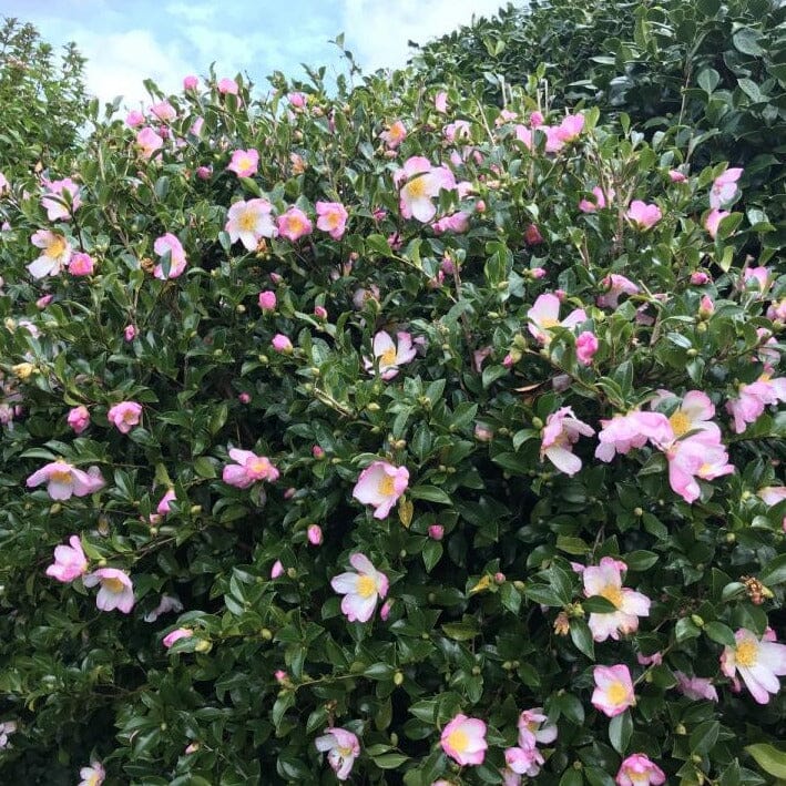 Sasanqua Camellia Paradise Sayaka (Camellia sasanqua) - Ladybird Nursery