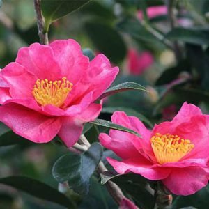 Sasanqua Camellia Sidonnie Megan (Camellia sasanqua) - Ladybird Nursery