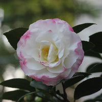 Sasanqua Camellia Beatrice Emily (Camellia sasanqua) - Ladybird Nursery