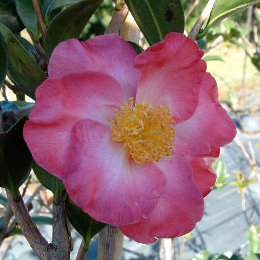 Sasanqua Camellia Fukuzutsumi (Camellia sasanqua)