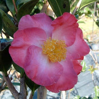 Sasanqua Camellia Fukuzutsumi (Camellia sasanqua)