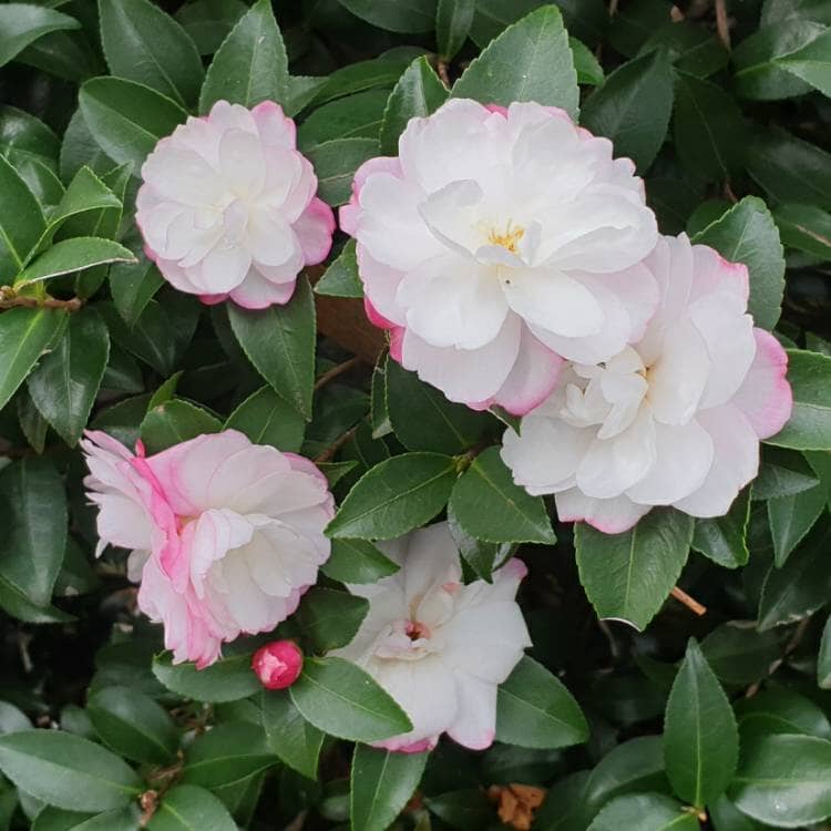 Sasanqua Camellia Paradise Blush (Camellia sasanqua)