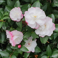Sasanqua Camellia Paradise Blush (Camellia sasanqua)