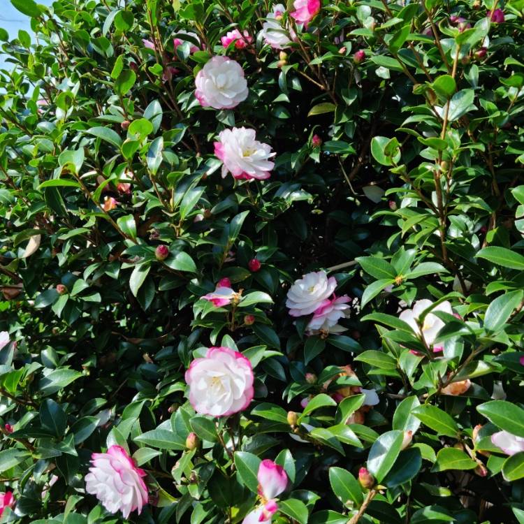 Sasanqua Camellia Paradise Blush (Camellia sasanqua)